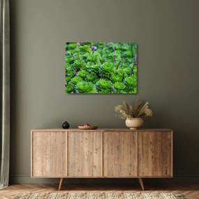 A pozsgás növények képe (üvegen) (70x50 cm)