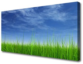 Canvas kép Sky Grass Nature Plant 100x50 cm