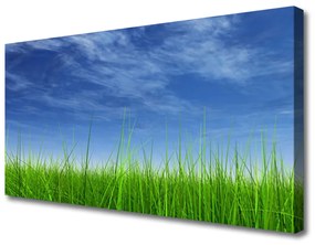 Canvas kép Sky Grass Nature Plant 140x70 cm