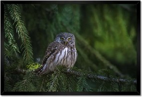 Poszter keretben 60x40 Bagoly madár