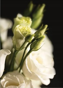 Dekoria Poszter Dark Flowers I