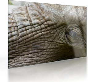 Üveg kép - Közelkép az öreg elefánt szeméről (70x50 cm)