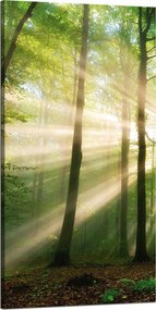 Vászonkép Nap az erdőben Fák Természet 60x120 cm