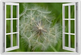 Poszterek 60x40 Pitypang Virág Virágok