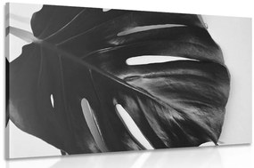 Kép könnyezőpálmafa levél fekete fehérben