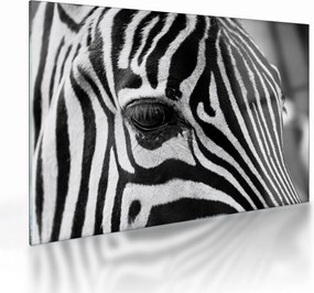 Zebra képe (üvegen) (70x50 cm)