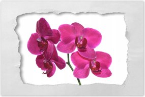 Poszter 60x40 Lila orchidea