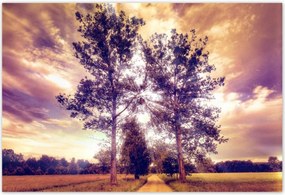 Poszterek 200x135 Fák az út mellett