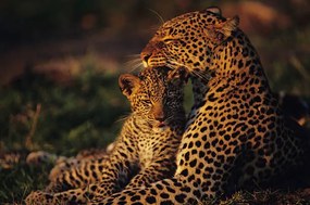 Fotográfia Leopard mother and cub , resting, Anup Shah