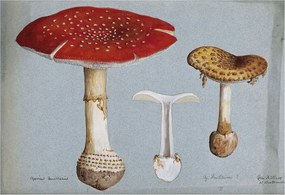 Fotótapéta Flizelin Dekoratív tapéta Gomba metszetek 152x104 Ragasztó