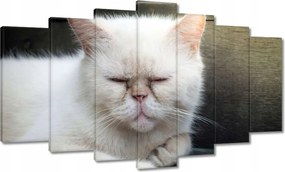 Képek 140x80 Cica Cicák