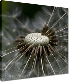 Vászonkép 40x40 Pitypang belülről