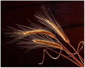 Poszterek 50x40 Kalászok Gabona Természet Bio