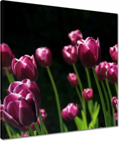 Vászonkép 50x50 Lila tulipánok