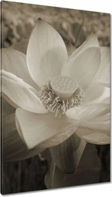 Vászonkép 80x120 Lotos Lótuszvirág