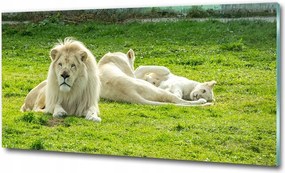 Fotó-kép edzett üveg Bézs oroszlánok 125x50