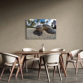 A teknős képe (90x60 cm)