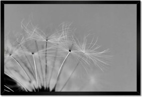 Poszterek keretben 60x40 Pitypang Virág Virágok