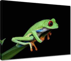 Vászonkép 40x30 Fogó színes béka