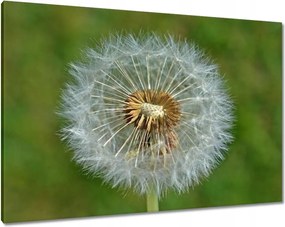 Vászonkép 100x70 Pitypang Virág Virágok