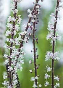 Poszter 20,5x28,4cm Virágok Actaea, Assaf Frank