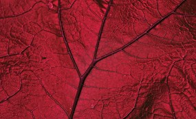 3D fotótapéta növény levelek 416 x 254