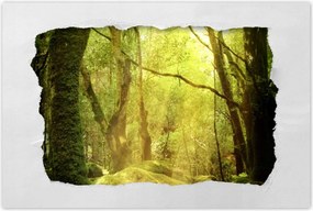 Poszterek 60x40 Varázslatos erdő Tájkép