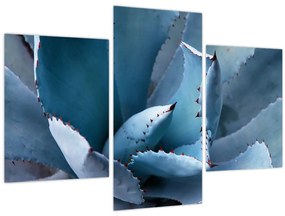 Kép - Agave (90x60 cm)