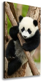 Vászonkép Panda egy fa ocv-43324424