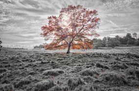 Poszter 91,5x60cm Egy fa az őszben, Assaf Frank