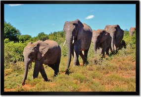 Poszterek keretben 60x40 Elefántok vándorlása