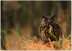 Poszterek 70x50 Madarak