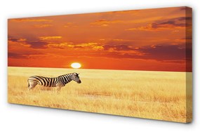 Canvas képek Zebra mező naplemente 100x50 cm