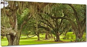 Vászonkép 115x55 Park tölgyfákkal