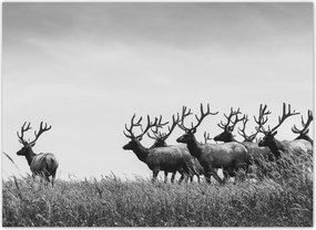 Fotótapéta flizelina 254x184 Szarvascsorda