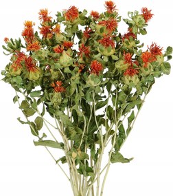 Szárított sáfrány Carthamus természetes csokor szárított virágok