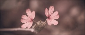 Rózsaszín virág képe (120x50 cm)