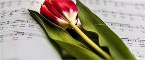 Egy vörös tulipán képe (120x50 cm)