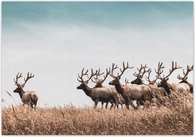 Poszterek 100x70 Szarvasok hörcsöge