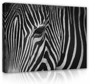 Vászonkép, Zebra szem 80x60 cm méretben