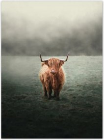 Poszterek 100x135 Skót szőrös tehén