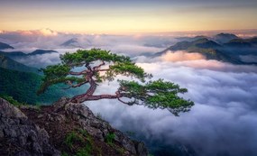 Fotográfia On the rock, Tiger Seo