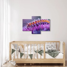 Kép - Caterpillar (90x60 cm)