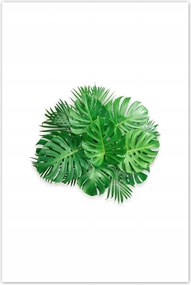 Poszterek 80x120 Monstera Lyukas levelek