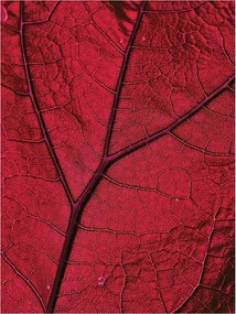 Flizelin fotótapéta Piros levél Makro damil textúra 184x254 +ragasztó