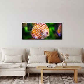 Egy hal képe (120x50 cm)