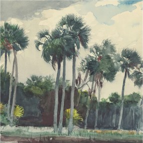 Flizelin fotótapéta Flizelin Design Egzotikus pálmafák 250x250