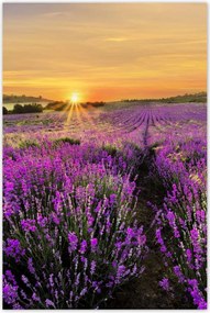 Poszterek 80x120 Levendula naplemente