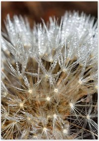 Poszterek 70x100 Pitypang Virág Virágok