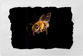 Poszter 60x40 Halott mézes méh